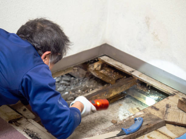 Best Toxic Mold Removal  in Brea, CA