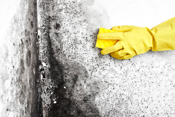 Best Residential Mold Removal  in Brea, CA