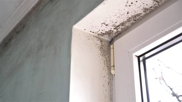 Best Black Mold Removal  in Brea, CA
