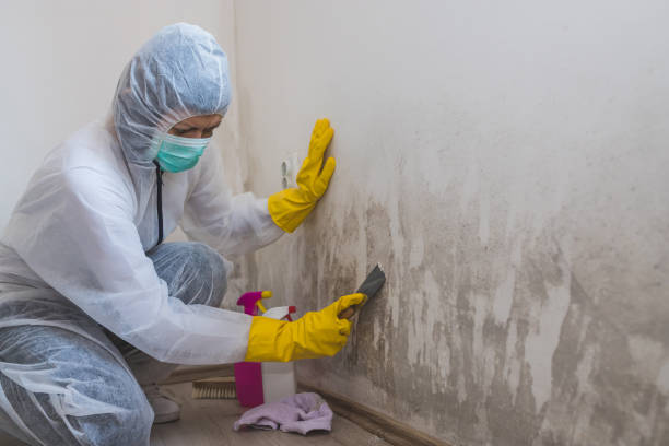 Best Commercial Mold Removal  in Brea, CA