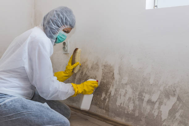 Best Mold Testing  in Brea, CA