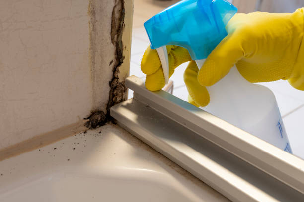 Best Same-Day Mold Removal  in Brea, CA
