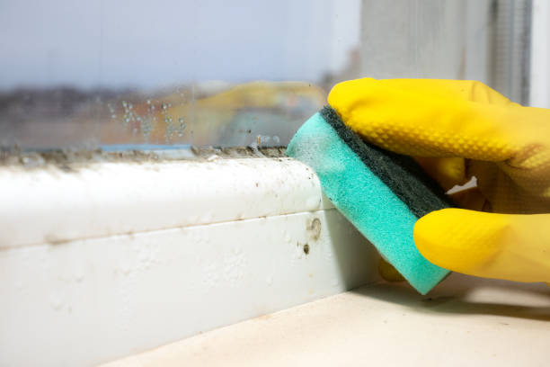 Mold Removal Process in Brea, CA