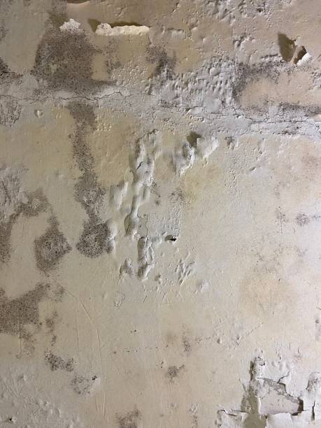 Best Mold Damage Repair  in Brea, CA