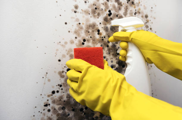 Best Mold Removal Specialists  in Brea, CA