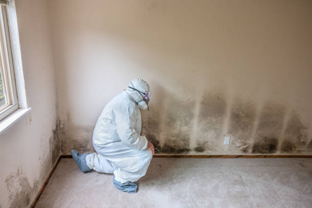 Trusted Brea, CA Mold Removal Experts