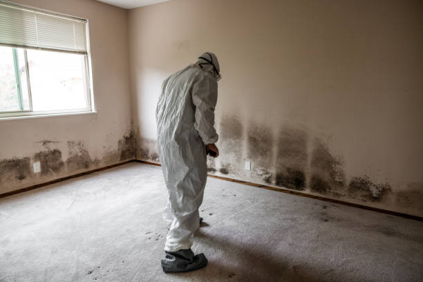Best Fast Mold Removal  in Brea, CA