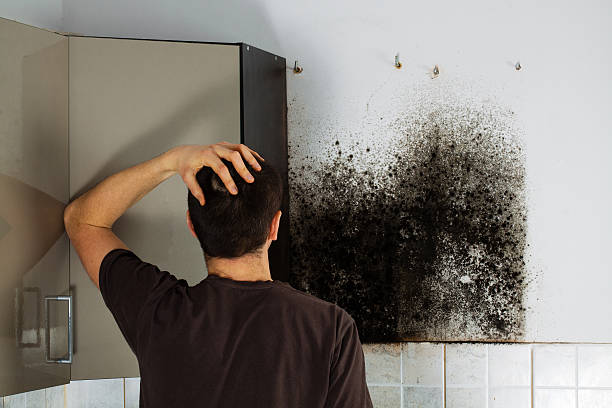 Best Mold Cleaning Services  in Brea, CA