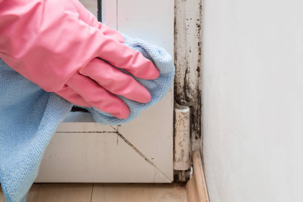 Best Mold Testing  in Brea, CA