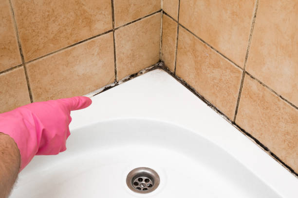 Best Home Mold Removal  in Brea, CA